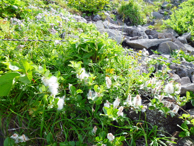 d0170615_7245540.jpg