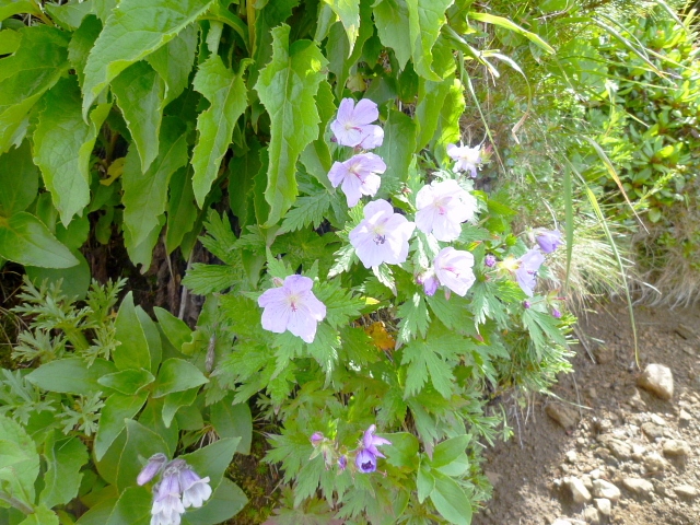 d0170615_7272022.jpg