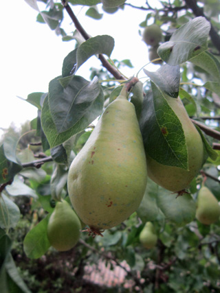 f0234936_642443.jpg