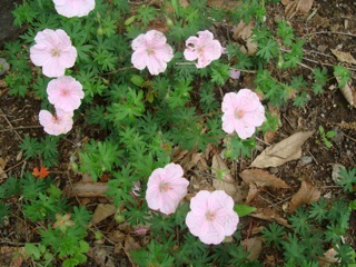 f0198556_2225427.jpg