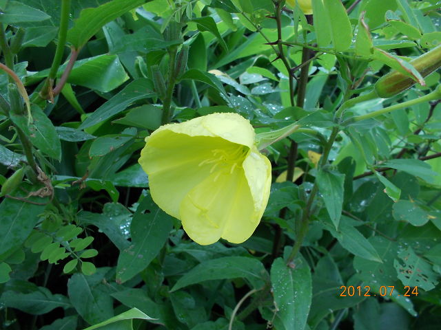 a0007388_20535623.jpg