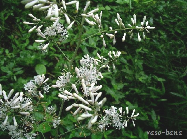 e0025300_11413217.jpg