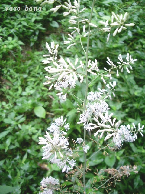 e0025300_11433386.jpg
