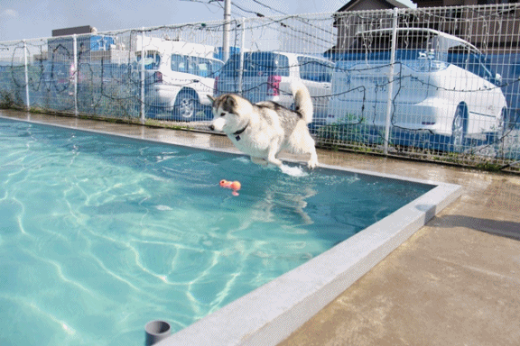 b0207615_21414050.gif