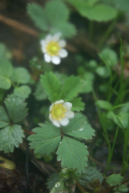f0214649_6543322.jpg