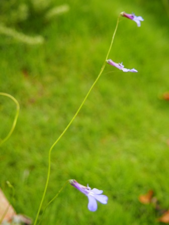b0246758_2024156.jpg