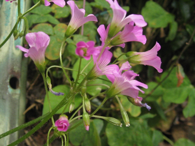 b0267163_1072450.jpg
