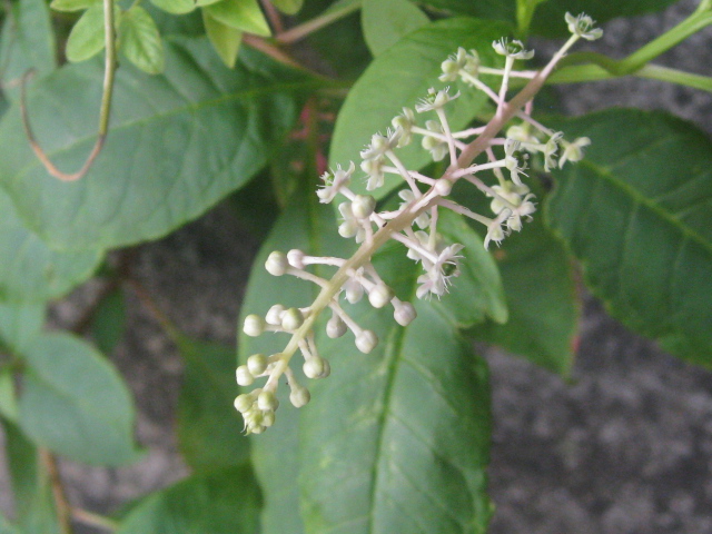 b0267163_9473378.jpg