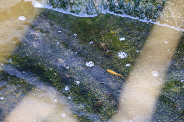 d0128465_8544278.jpg
