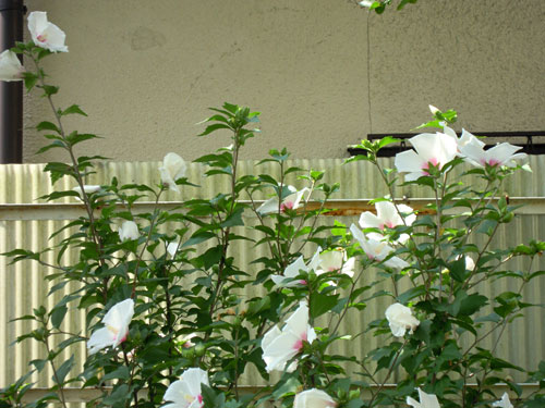 e0034047_143359.jpg