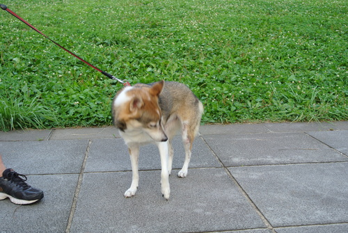 e0121548_21132117.jpg
