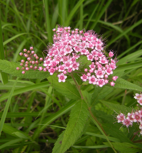 a0001354_21132222.gif