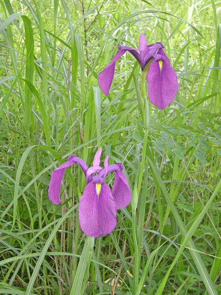 a0001354_21133648.gif