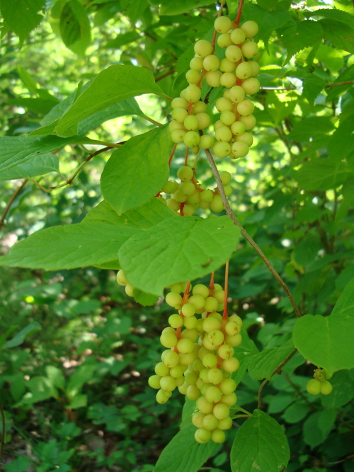 f0198556_15372187.jpg