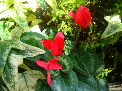 f0198556_15415390.jpg