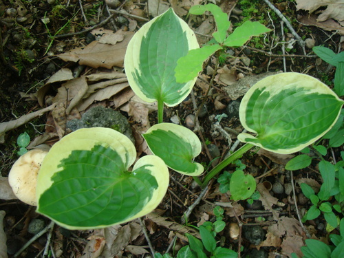 f0198556_15512960.jpg