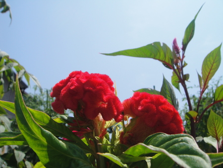 c0108460_1544826.jpg