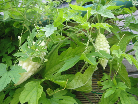 c0108460_155184.jpg