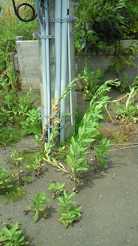 d0149105_1349362.jpg