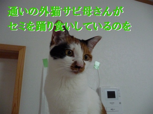 e0072606_14394463.jpg