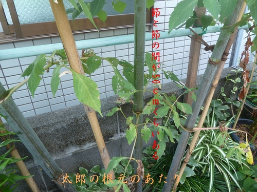 e0033229_211081.jpg