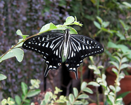 b0178339_1843268.jpg