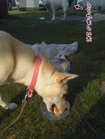 f0195543_21482963.jpg