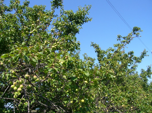 c0198781_18554466.jpg