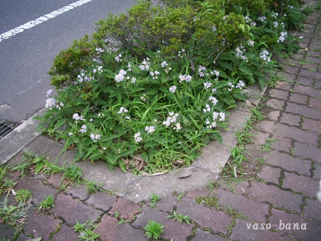 e0025300_17315543.jpg