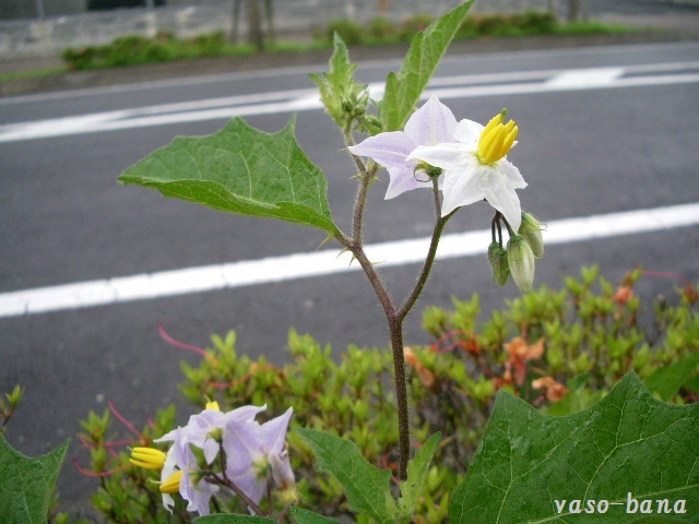 e0025300_17325081.jpg