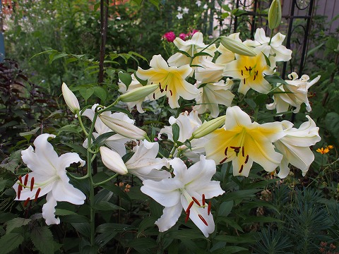 c0117007_951577.jpg