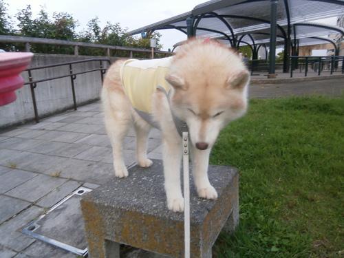 e0121548_14291350.jpg