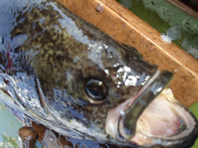 a0248152_18363435.jpg
