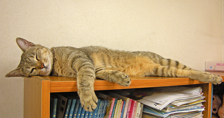a0001354_22482980.gif
