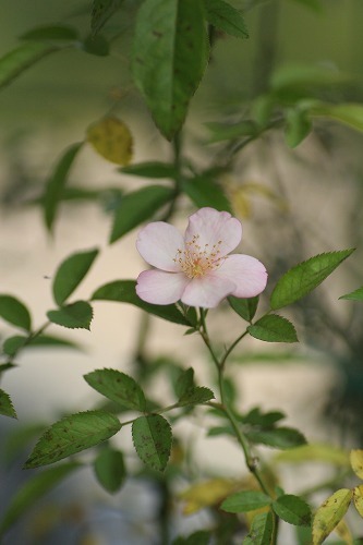 c0186463_16391061.jpg