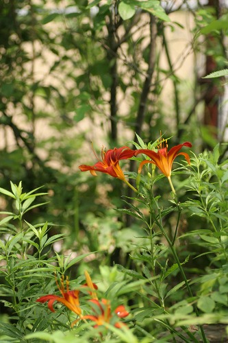 c0186463_17263466.jpg