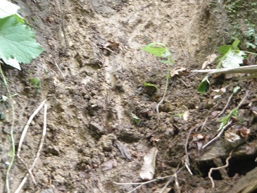 b0079965_49393.jpg