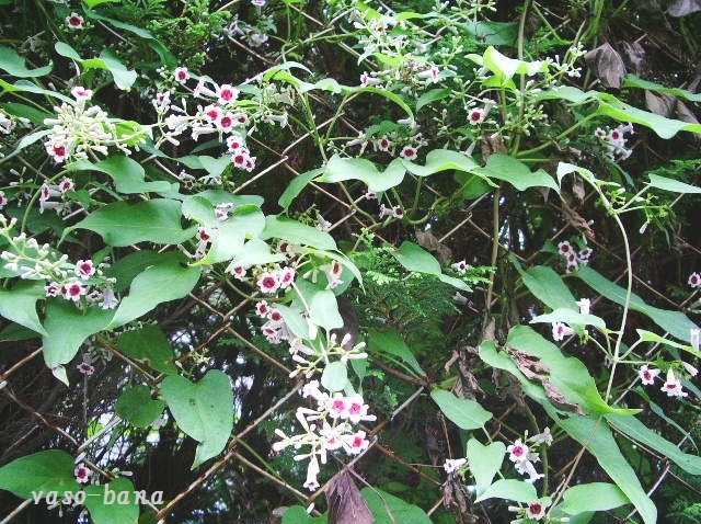 e0025300_17115682.jpg