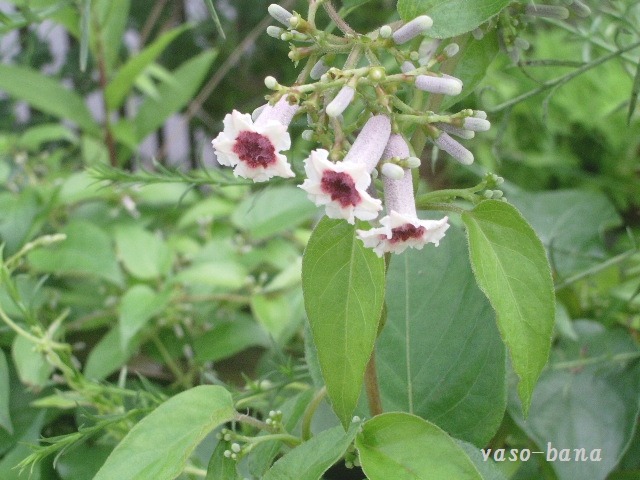 e0025300_17152356.jpg