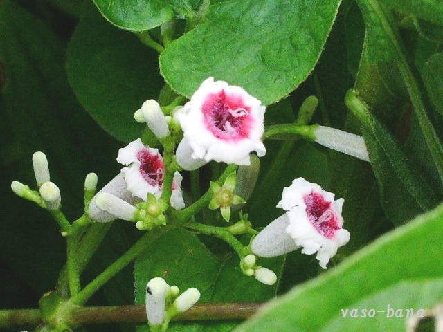 e0025300_17232172.jpg