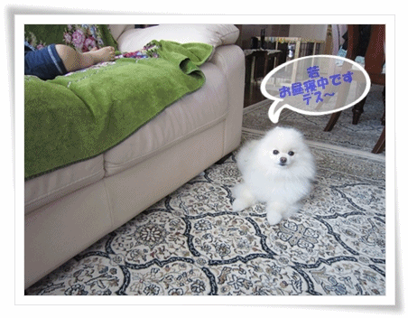 b0167519_945021.gif