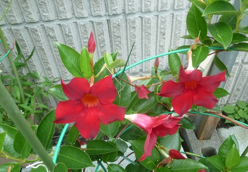 e0033229_032949.jpg