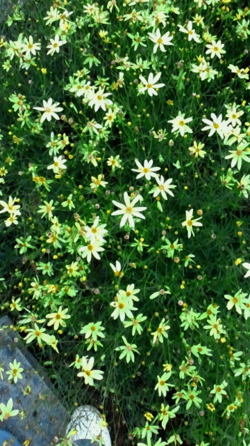 e0270632_10373545.jpg