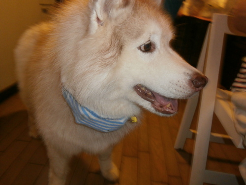 e0121548_2084030.jpg
