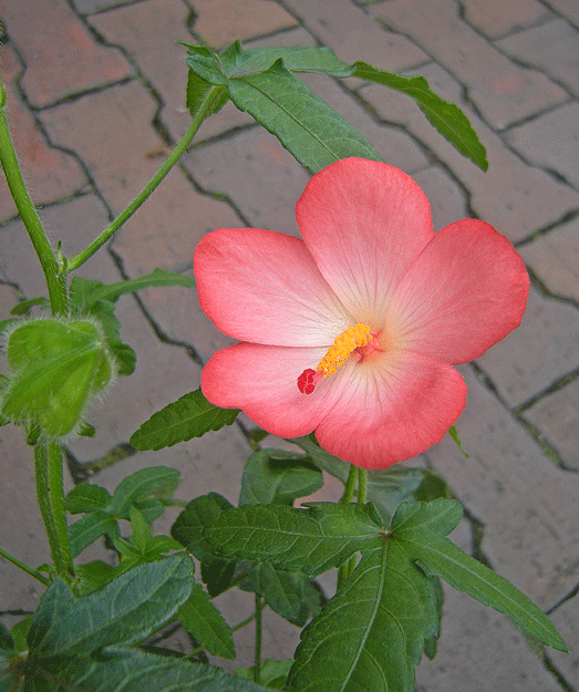 a0001354_224747.gif