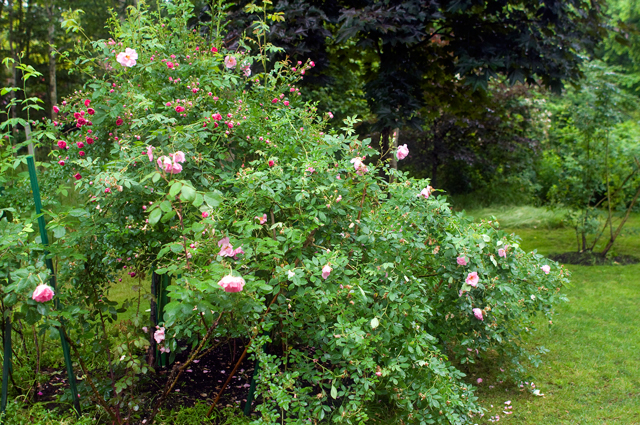 f0176458_16555965.jpg