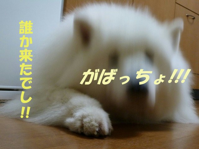 e0176159_12235388.jpg
