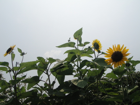 c0108460_201562.jpg