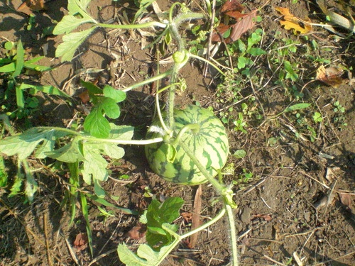 d0098363_8314214.jpg