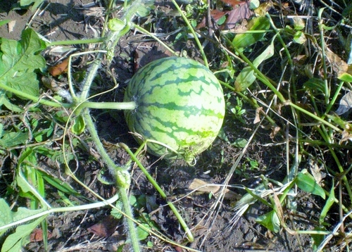 d0098363_831611.jpg